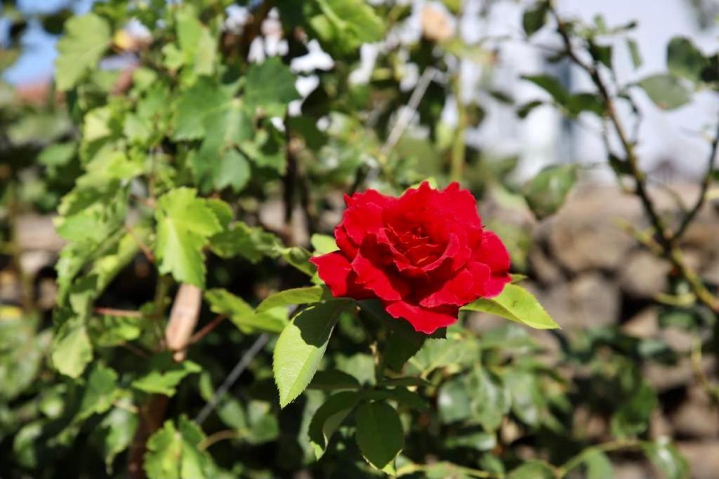 Вилла Casita La Rosa Эль-Пасо Экстерьер фото